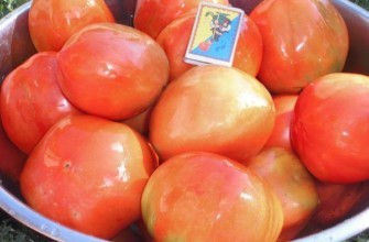 มะเขือเทศในชาม