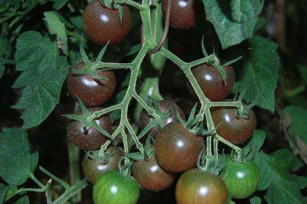 มะเขือเทศเชอร์รี่ดำ