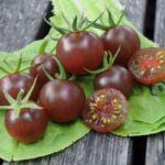 มะเขือเทศสีดำ