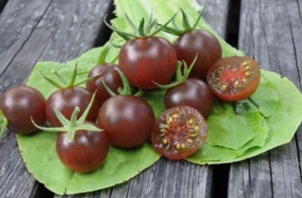 มะเขือเทศสีดำ