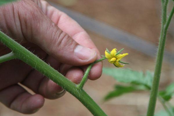 ดอกมะเขือเทศ