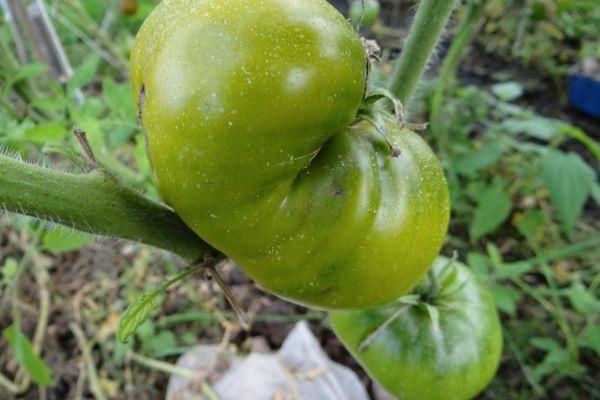 มะเขือเทศสีเขียว