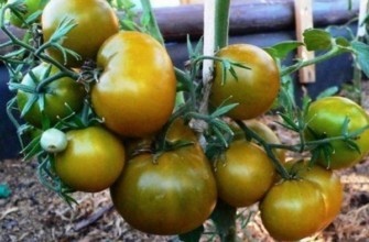 มะเขือเทศสีเขียว