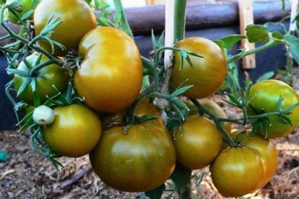 มะเขือเทศสีเขียว