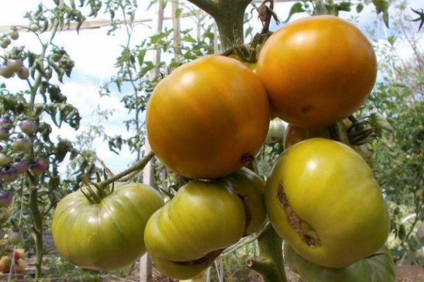 มะเขือเทศหนองบึง