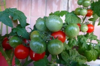 มะเขือเทศระเบียง