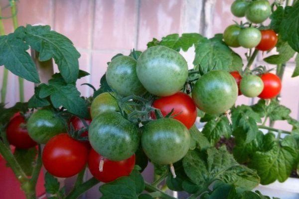 Tomates de balcon