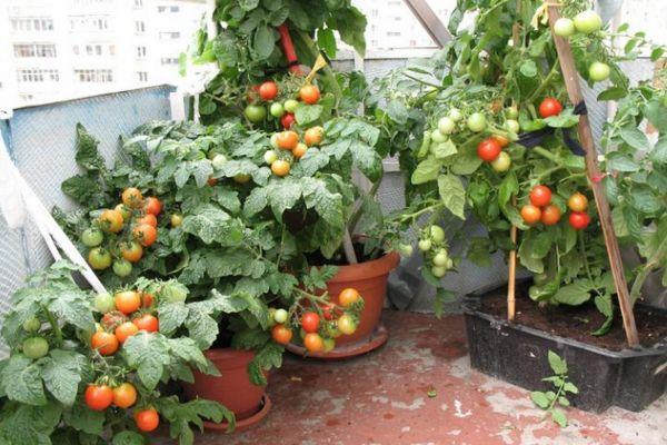 Pots de tomates