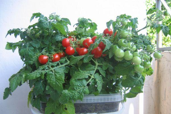 tomates cerises