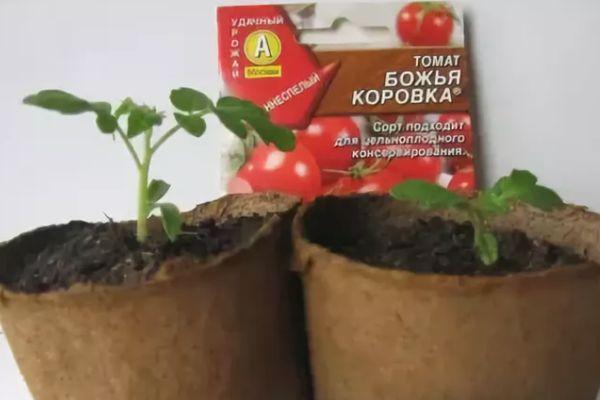 ต้นกล้าและเมล็ดพันธุ์