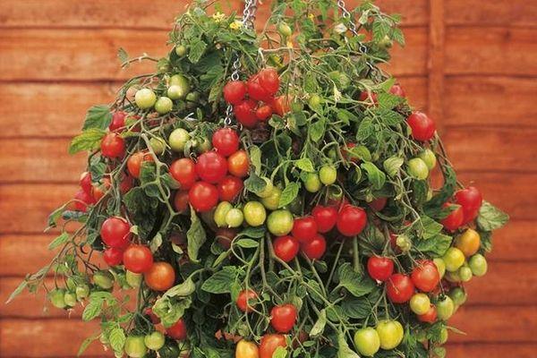 มะเขือเทศผลเล็ก