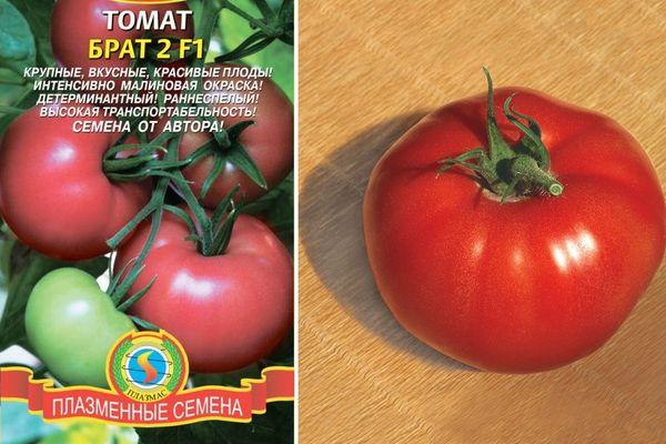 graines de tomates