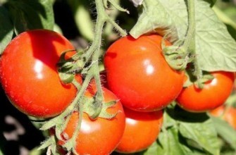 มะเขือเทศบูลัต