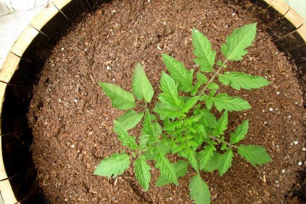 ต้นกล้ามะเขือเทศ