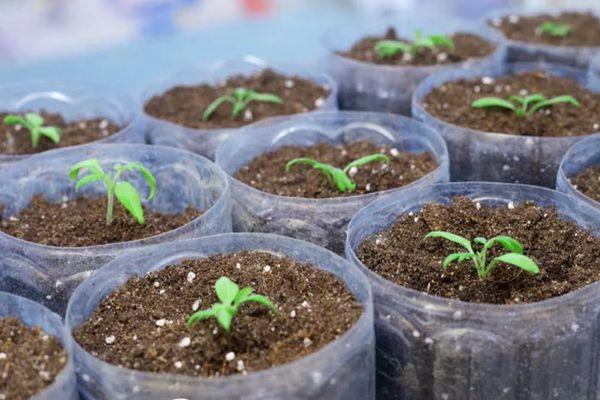 Description de la tomate Météorite de Tchéliabinsk, techniques de culture et soins