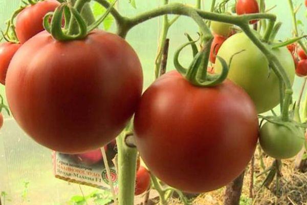 Description de la tomate Météorite de Tchéliabinsk, techniques de culture et soins