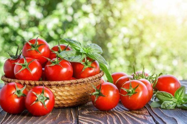 Des tomates sur la table