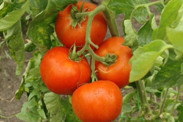 un bouquet de tomates