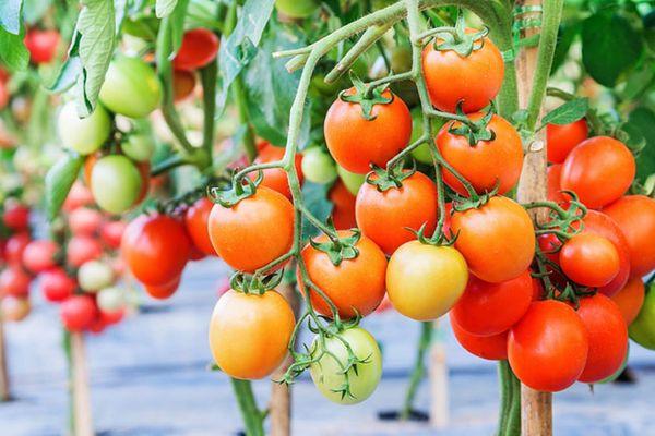 Une brosse de tomates