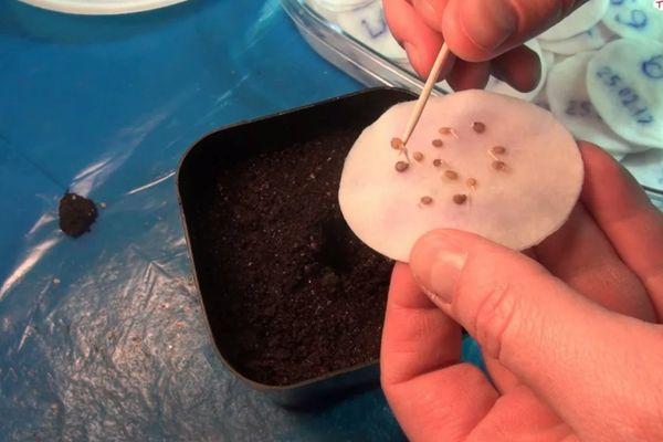 เมล็ดมะเขือเทศ