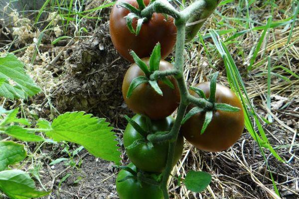 Cultiver des tomates