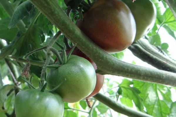 Une brosse de tomates