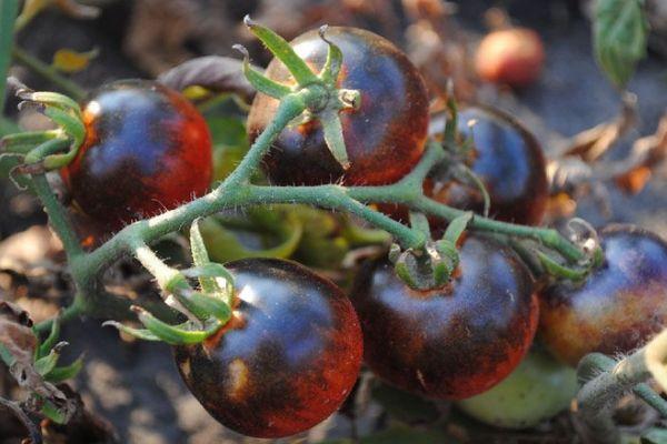 Une brosse de tomates