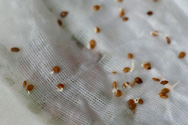 Germination des graines