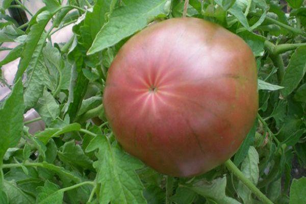 มะเขือเทศลูกใหญ่