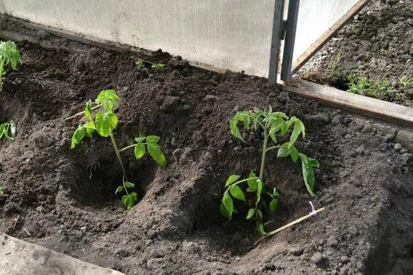 Les semis en pleine terre