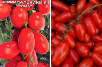 มะเขือเทศสีแดง