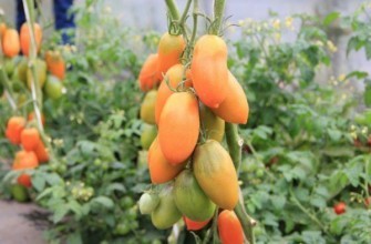 มะเขือเทศชุคโลมา