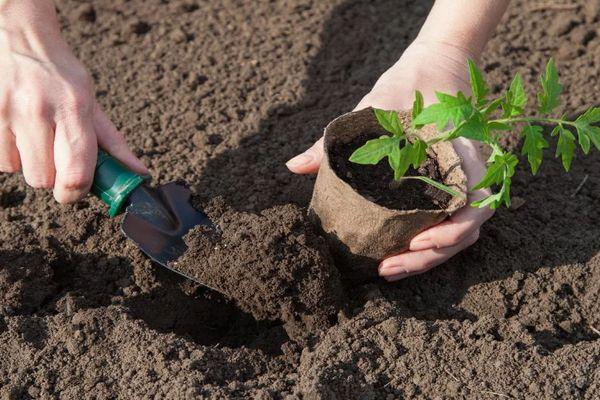 Planter des tomates