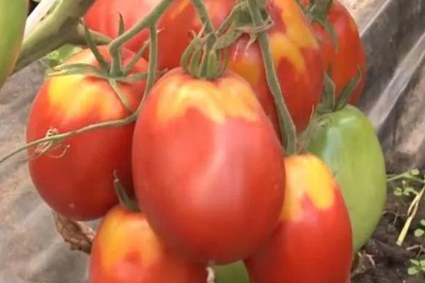 Tomates à fruits longs