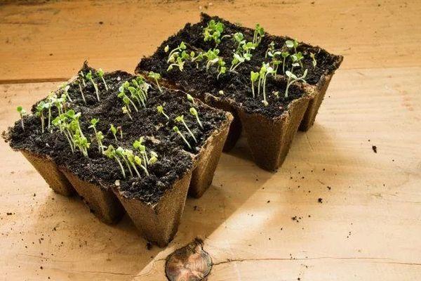 กระถางพร้อมต้นกล้า