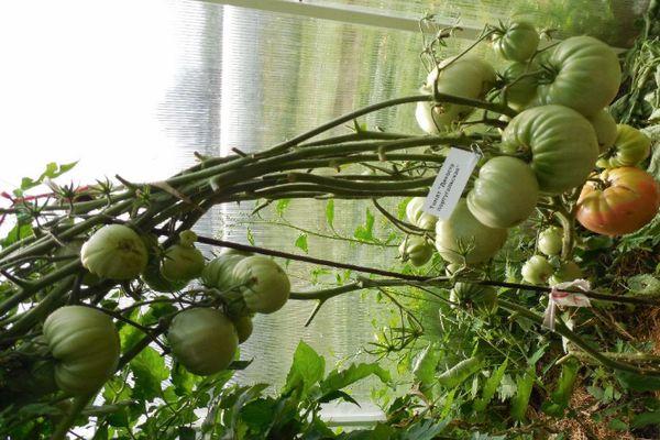 การปลูกมะเขือเทศ