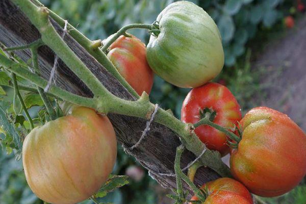 ต้นมะเขือเทศ