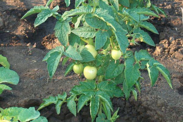 ต้นมะเขือเทศ