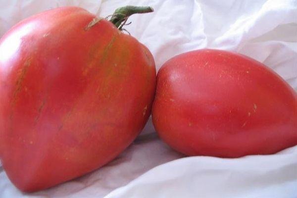 มะเขือเทศสองลูก