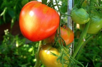 มะเขือเทศดังโกะ