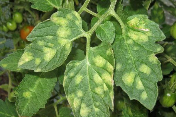 โรคของมะเขือเทศ