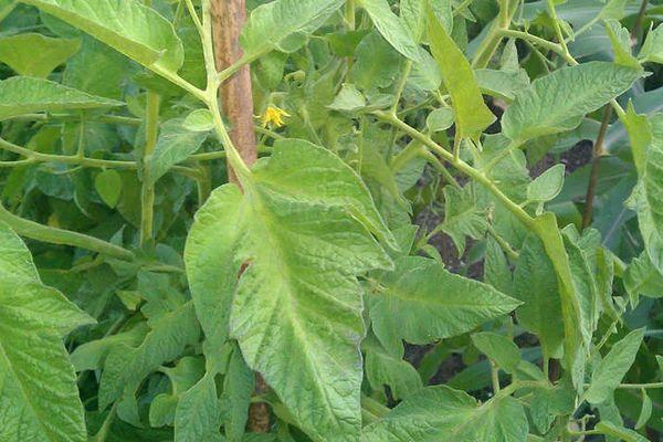 ใบมะเขือเทศ