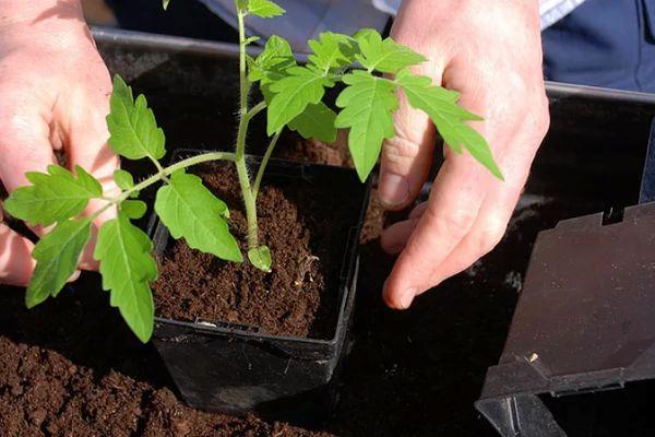 ต้นกล้ามะเขือเทศ