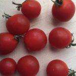 มะเขือเทศเชอร์รี่