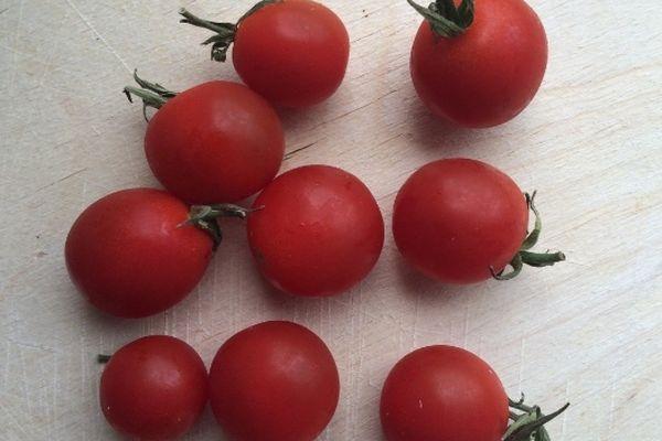 มะเขือเทศเชอร์รี่