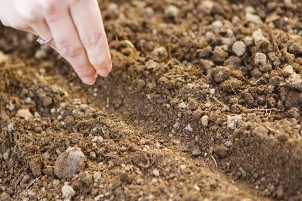 การหว่านเมล็ดพันธุ์