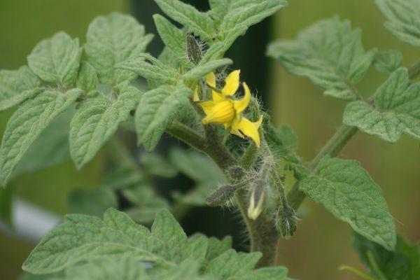 ดอกมะเขือเทศ