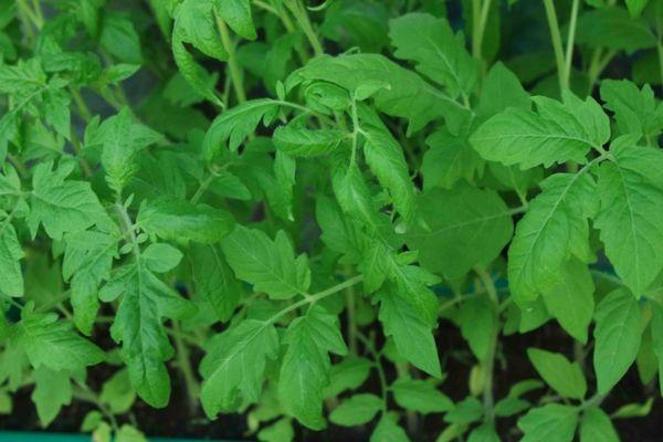 ใบมะเขือเทศ