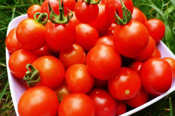 ผลมะเขือเทศ