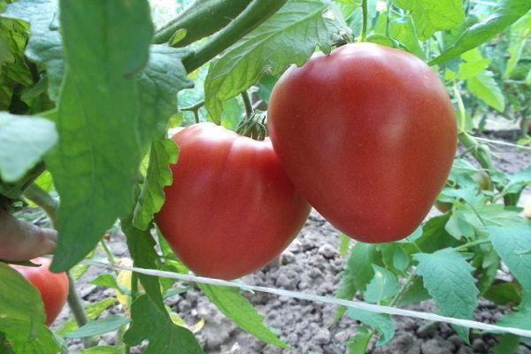 buisson de tomates